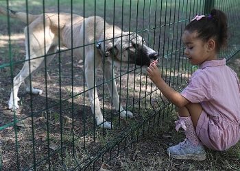 Büyükşehir Yavru Can Dostları Eğiterek Sahiplendiriyor