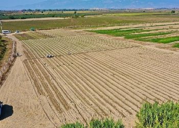Didim’de Kış Sebzelerinin Ekimine Başlandı
