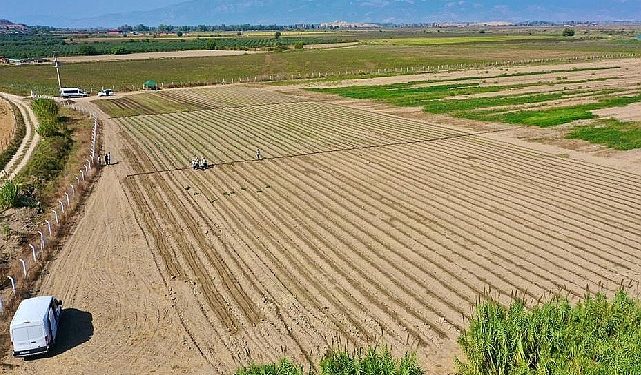 Didim’de Kış Sebzelerinin Ekimine Başlandı