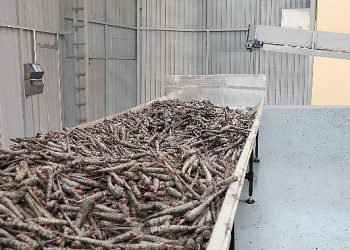 Ereğli’de Mor Havuç Hasadına Başlayan Doğanay’ın Amacı Şalgam ile Türkiye’de Hanelerin Tamamına Ulaşmak