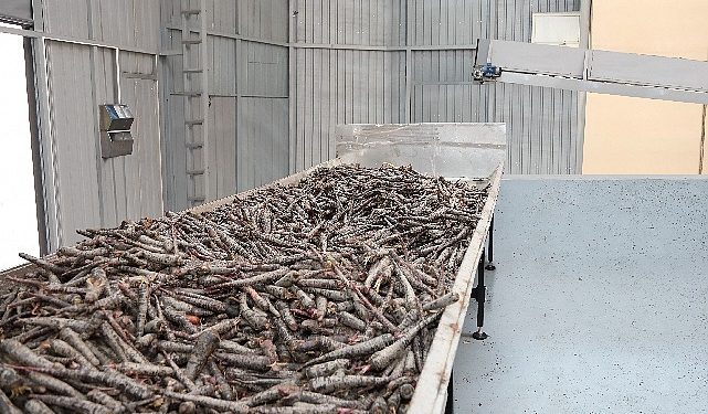 Ereğli’de Mor Havuç Hasadına Başlayan Doğanay’ın Amacı Şalgam ile Türkiye’de Hanelerin Tamamına Ulaşmak