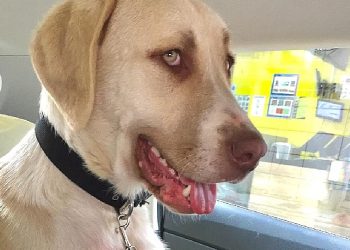 Kadıköy Belediyesi Süreksiz Hayvan Bakımevi’nden Sahiplendiği Görme Engelli Köpeğine Konut Kiraladı