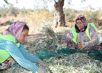 Lider Arslan: En kaliteli zeytinyağını elde ediyoruz