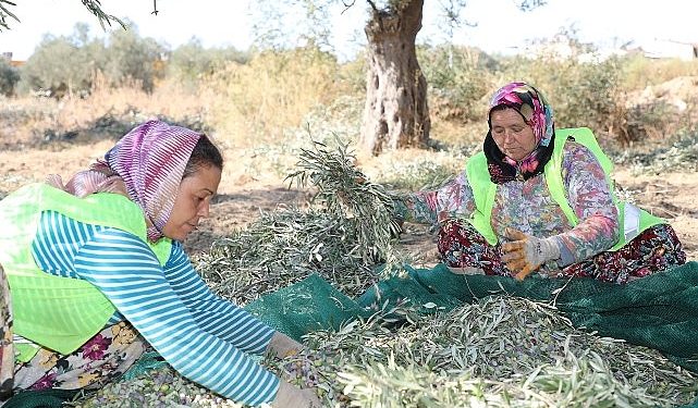 Lider Arslan: En kaliteli zeytinyağını elde ediyoruz