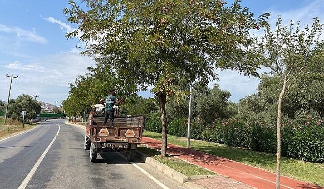Milas Belediyesi mevsimsel bakım çalışmalarına devam ediyor
