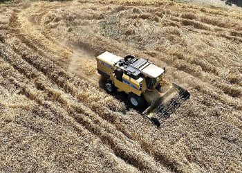 Mudanya belediyesi’nde topraktan halka, tarladan sofraya buğday unu
