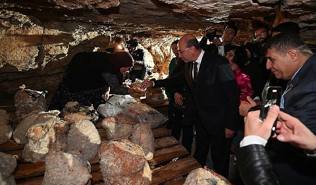 Peynir Tulumundan Birinci Hasat Programı Gerçekleştirildi