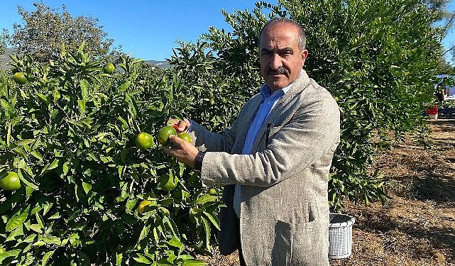 Satsuma mandalinanın ihracat seyahati 20 Ekim’de başlıyor