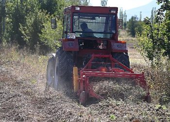 Selçuklu Belediyesi ziraî üretime katkı sağlamaya devam ediyor
