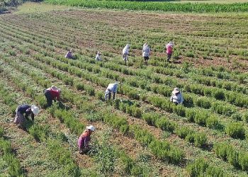 Tıbbi ve Aromatik Bitkilerin Hasadı Başladı