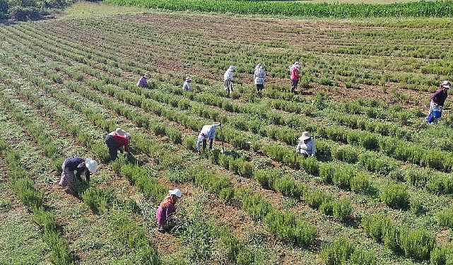 Tıbbi ve Aromatik Bitkilerin Hasadı Başladı
