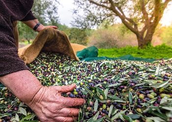 Türkiye’nin Sofralık Zeytin İhracatı 184 Milyon 510 Bin Dolar Oldu