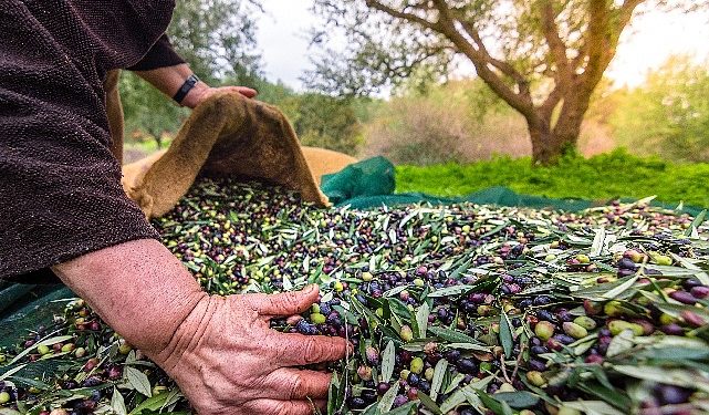 Türkiye’nin Sofralık Zeytin İhracatı 184 Milyon 510 Bin Dolar Oldu