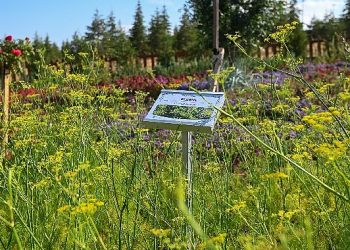 128 Cins bitki çeşidi ile Koku Bahçesi Seyir Doruğunda ziyaretçilerini bekliyor