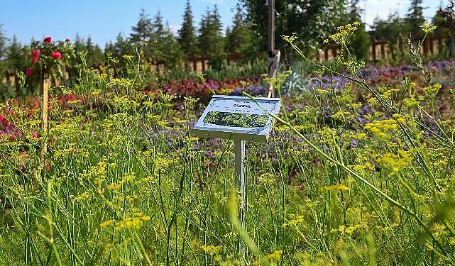 128 Cins bitki çeşidi ile Koku Bahçesi Seyir Doruğunda ziyaretçilerini bekliyor
