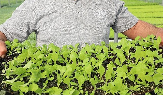 Aydın Büyükşehir Belediyesi lokal tarım eserlerine sahip çıkıyor