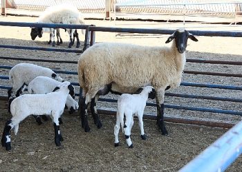 Aydın Büyükşehir Belediyesi’nin Sakız Koyunu Çiftliği’nde doğumlar devam ediyor