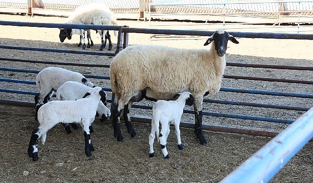 Aydın Büyükşehir Belediyesi’nin Sakız Koyunu Çiftliği’nde doğumlar devam ediyor