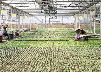 Büyükşehir Belediyesi kendi ürettiği çiçek ve  bitkilerle yıllık 22 milyon lira tasarruf ediyor