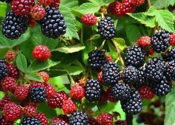 Büyükşehir’den yüzde 50 hibeli meyve fidanı