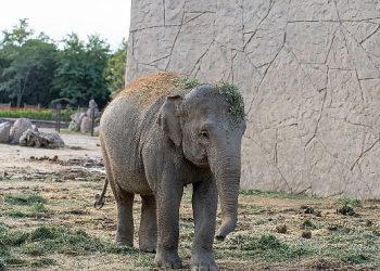 Doğal Ömür Parkı’nın fili Deniz Gaziantep’e gidiyor