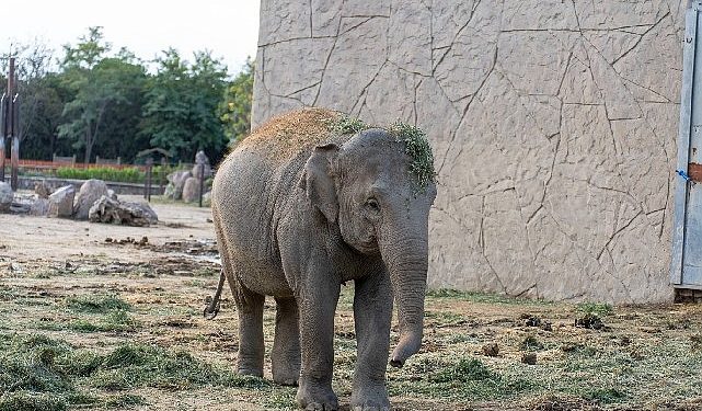 Doğal Ömür Parkı’nın fili Deniz Gaziantep’e gidiyor