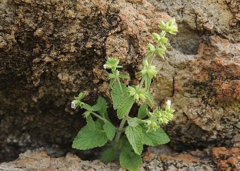 “Efeçayı” bitkisi literatüre kazandırıldı