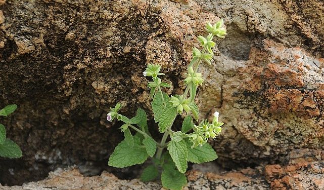 “Efeçayı” bitkisi literatüre kazandırıldı