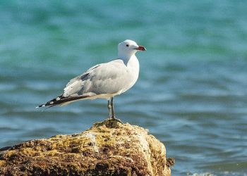 Jenerasyonu tehlikedeki Ada Martıları için Türkiye’nin değeri artıyor.