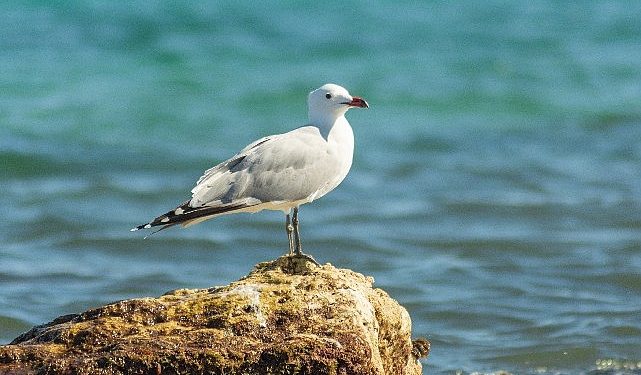 Jenerasyonu tehlikedeki Ada Martıları için Türkiye’nin değeri artıyor.
