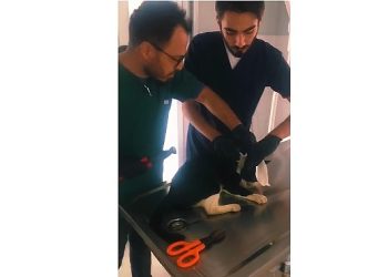 Kartepe’de kedi pimaş modülünden kurtuldu