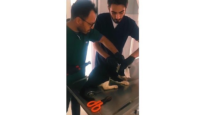 Kartepe’de kedi pimaş modülünden kurtuldu