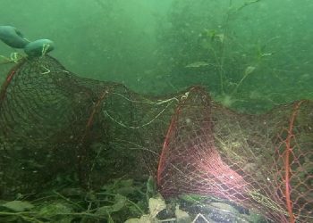 Kartepe’de sazan balığı tutma müsabakası başladı