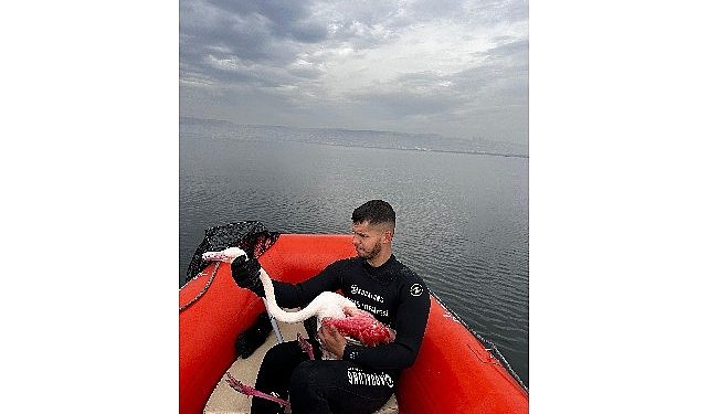 Kocaeli İtfaiyesi, İzmit Körfezinde mahsur kalan yaralı Flamingo’yu kurtardı