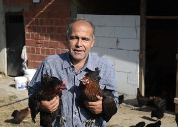 Kocaeli’de yüzde 50 hibeli tavuk dayanağı üreticilerin yüzünü güldürdü