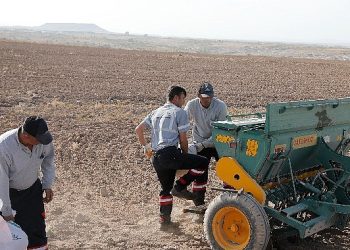 Nevşehir belediyesi yerli tohum ile buğday ekimi gerçekleştirdi