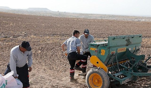 Nevşehir belediyesi yerli tohum ile buğday ekimi gerçekleştirdi