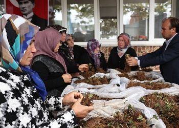 Nilüfer Belediyesi’nin takviyesiyle çilek üretimi artıyor