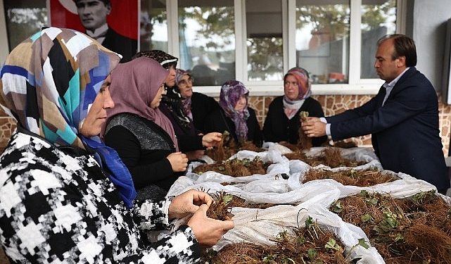 Nilüfer Belediyesi’nin takviyesiyle çilek üretimi artıyor