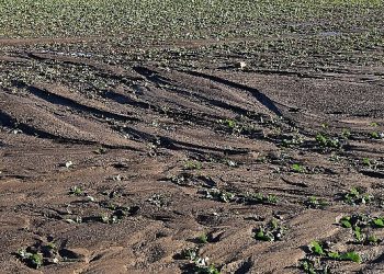 TEMA Vakfı: Toprağı korumak hepimizin vazifesi, Türkiye Çöl Olmasın!