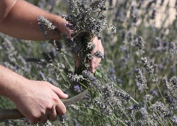 Tıbbi ve aromatik bitkilerin ehemmiyeti ele alındı
