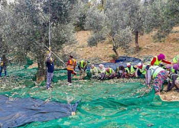 Zeytinin başşehri Burhaniye’de hasat vakti