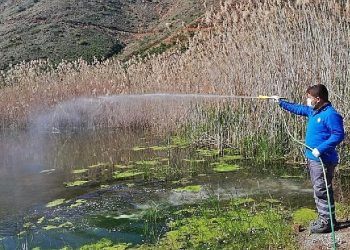 Antalya Büyükşehir vektörel çabayı kışın da sürdürüyor