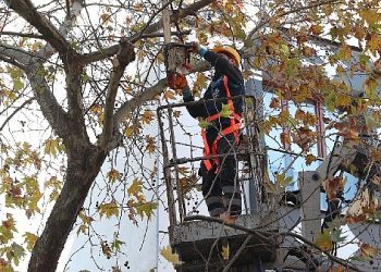 Bağcılar’da budanan kollar geri dönüşüme kazandırılıyor