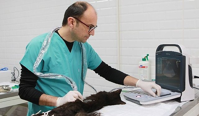 Bayraklı’da son 4,5 yılda 20 bin sokak hayvanına sıhhat hizmeti