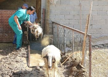Büyükşehir’den küçükbaş  hayvanlara parazit ilaçlama