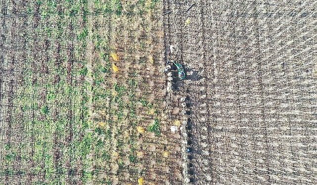 Büyükşehir’in yetiştirdiği on binlerce fidan kente nefes oluyor