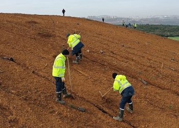 Dilovası’nda geleceğe 8 bin ağaçlık nefes