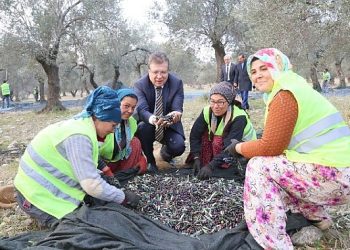 Edremit Körfezi yeşil çizik zeytini AB tarafından tanındı