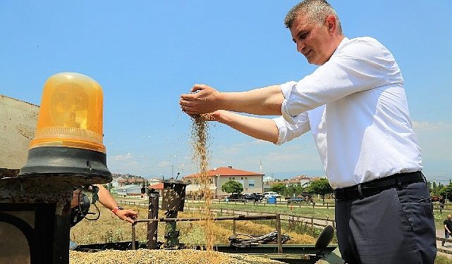 Gölcük belediyesi toplumsal hizmet tarlasında bu sefer yem bitkisi yetişecek
